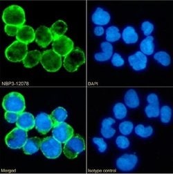 CD59 Rabbit anti-Human, Clone: 193-27, Novus Biologicals:Antibodies:Primary
